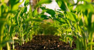 Contributi fondo perduto aziende agricole 2026 - trattore moderno con macchinari agricoli per ISI INAIL e ISMEA